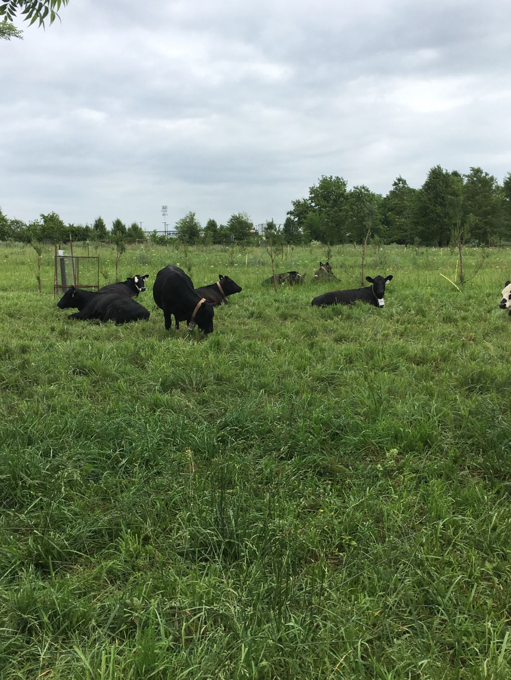 Figure 2. Beef cattle fitted with GPS cattle grazing in the agroforestry plots. The forage quality data generated in this project will be used to develop understanding of the motivations of cattle when grazing in these plots.