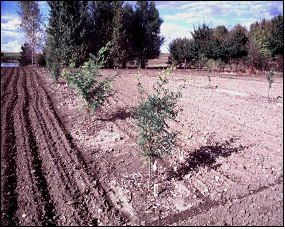 Frequent tillage may cause soil erosion.